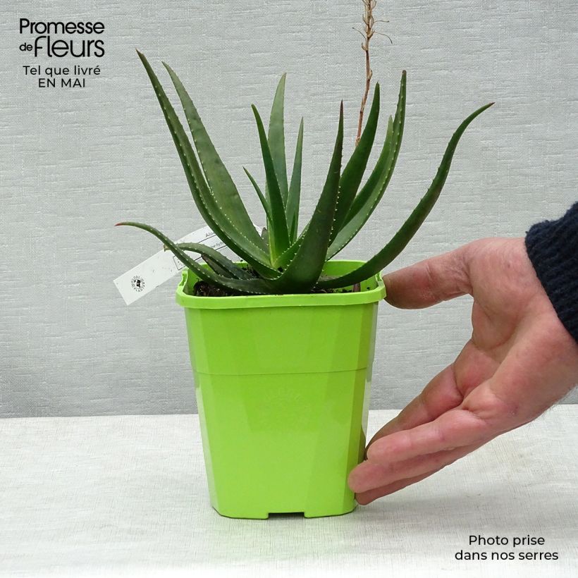 Example of Aloe Safari Sunrise Topf mit 2L/3L as you get in printemps