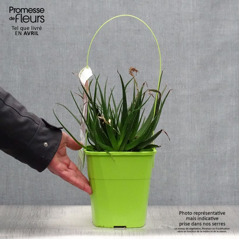 Example of Aloe Safari Sunrise Topf mit 3L/4L as you get in printemps