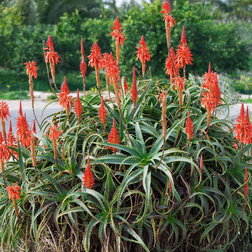 Aloe arborescens - Brand-Aloe (Wuchs)