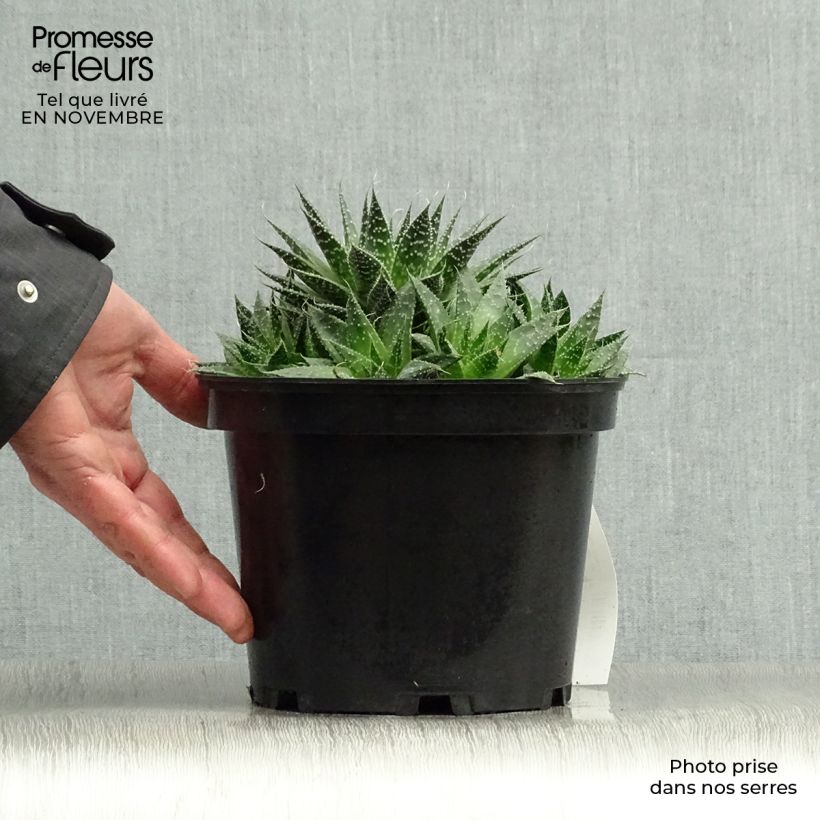 Exemplar von Aloe aristata Topf mit 2L/3L wie im Herbst geliefert