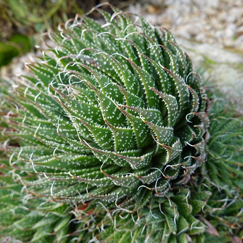 Aloe aristata (Wuchs)