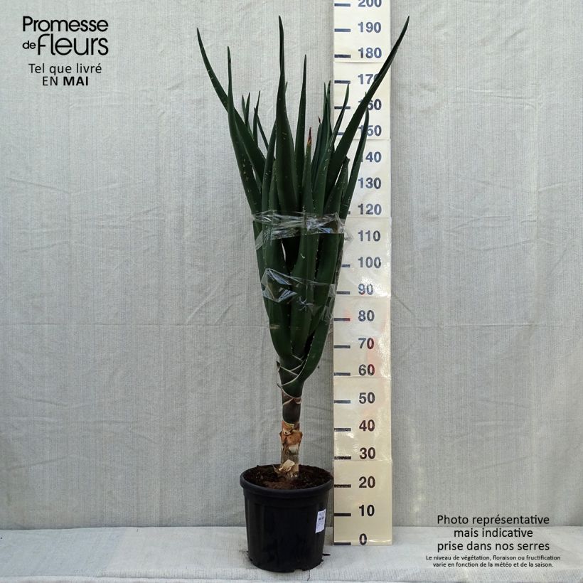 Example of Aloe barberae - Baumaloe Topf mit 7,5L/10L as you get in printemps