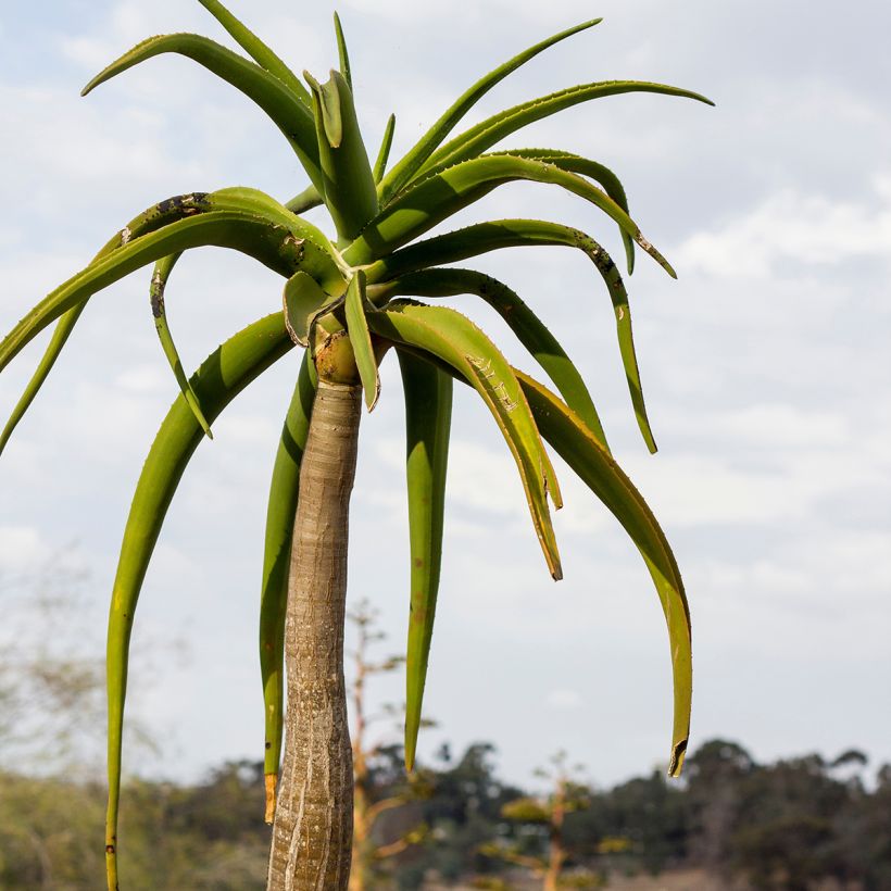 Aloe barberae - Baumaloe (Foliage)