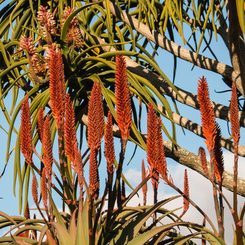 Aloe barberae - Baumaloe (Flowering)