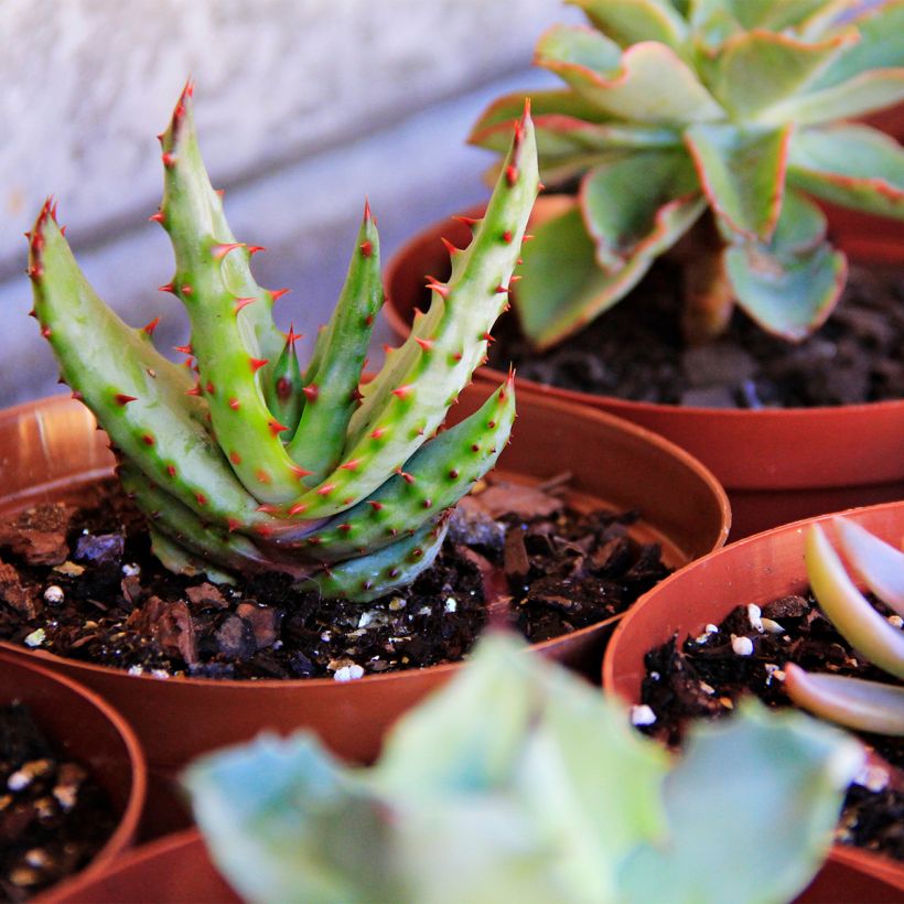 Aloe conifera Twirl - Aloe (Wuchs)