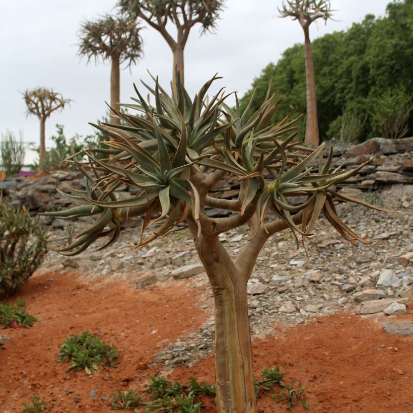 Aloe dichotoma - Köcherbaum (Wuchs)