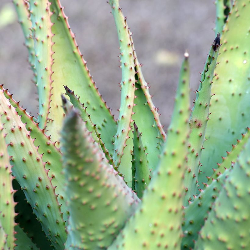 Aloe marlothii (Laub)