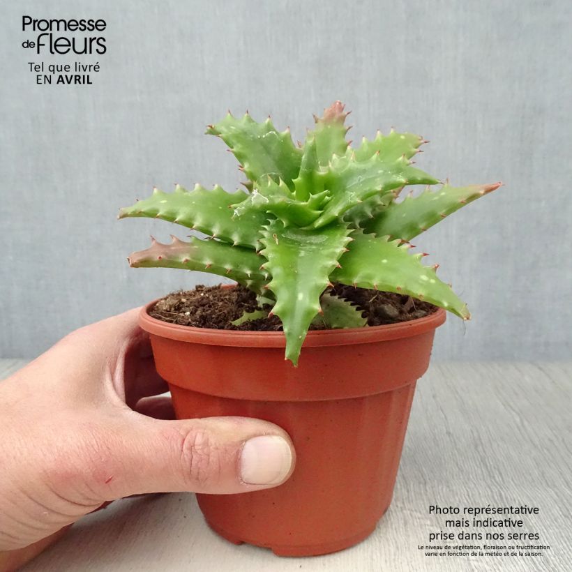 Example of Aloe morogoroensis Topf 12 cm / 13 cm as you get in printemps