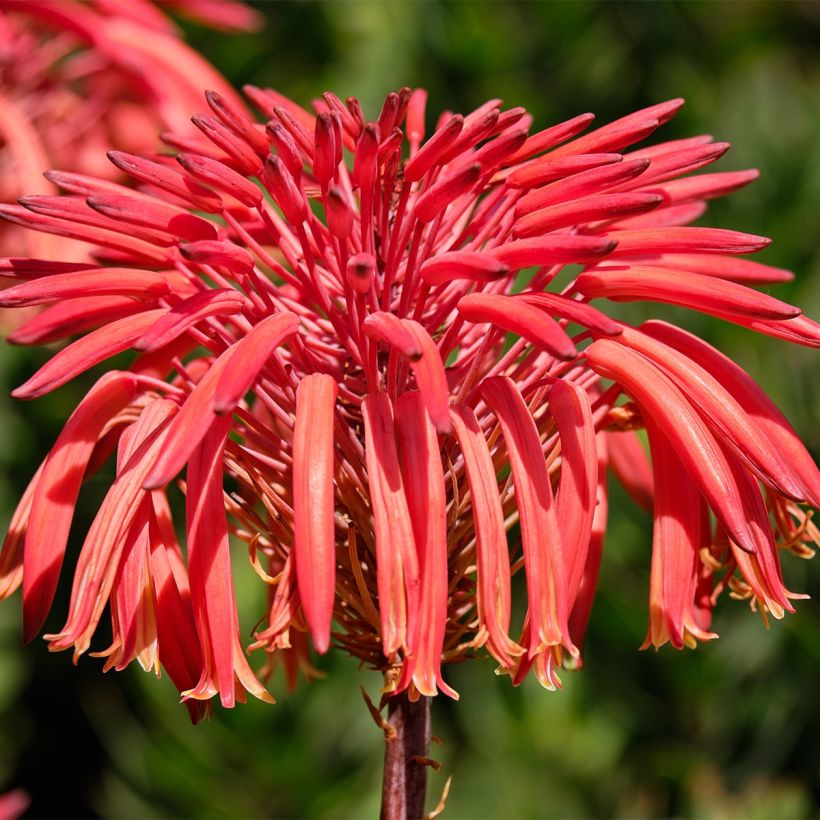 Aloe perfoliata - Schuttaloe (Blüte)