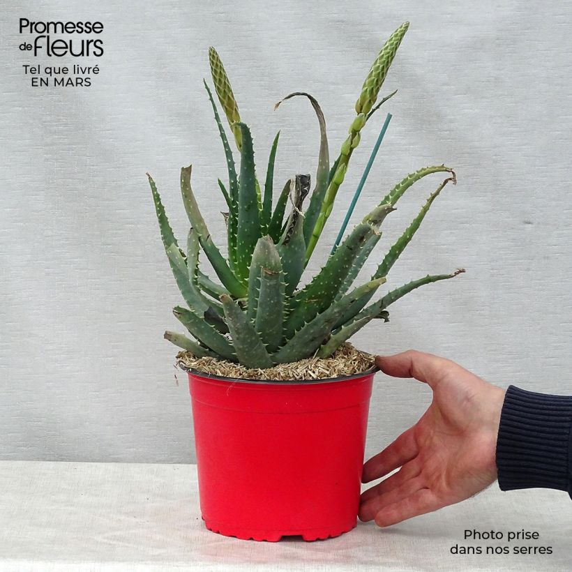 Example of Aloe spinosissima Topf mit 2L/3L as you get in printemps