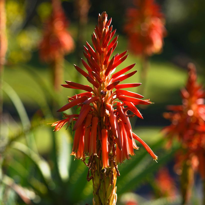Aloe spinosissima (Flowering)