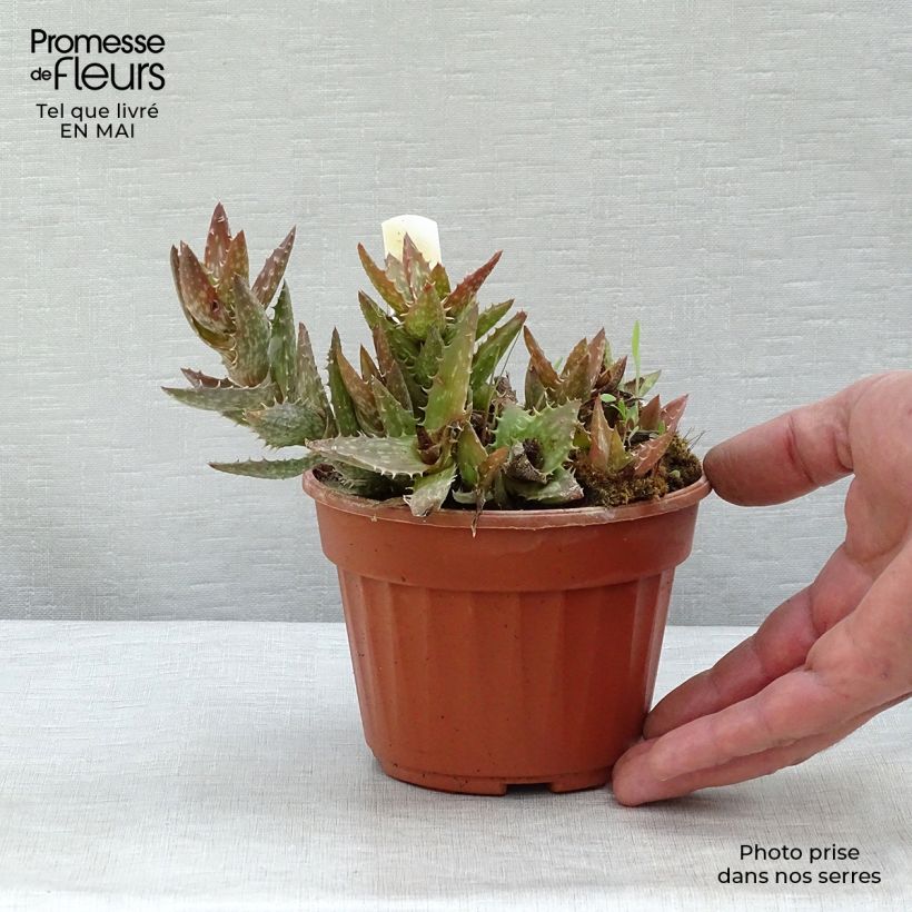 Example of Aloe squarrosa Topf 12 cm / 13 cm as you get in printemps