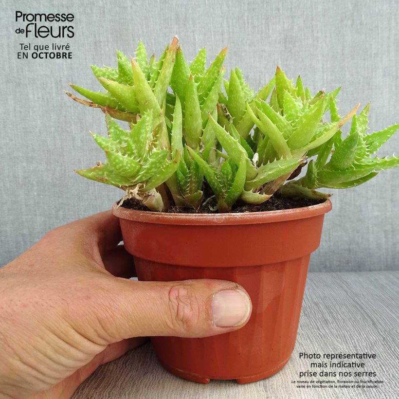 Exemplar von Aloe squarrosa Topf 12 cm / 13 cm wie im Herbst geliefert