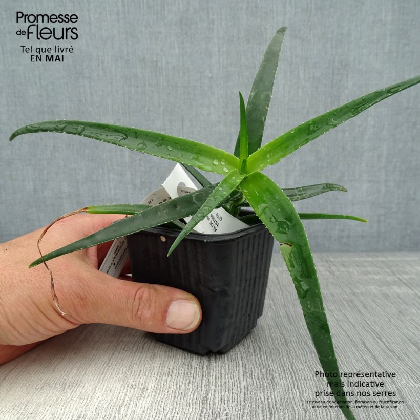 Example of Aloe striatula ArticJungle Kleine Töpfe von 8/9 cm as you get in printemps