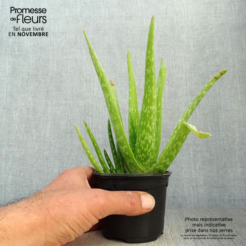 Exemplar von Aloe vera - Echte Aloe Kleine Töpfe von 7/8 cm wie im Herbst geliefert