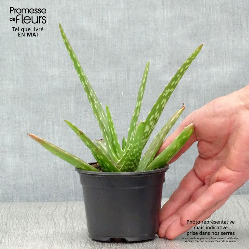 Example of Aloe vera - Echte Aloe Kleine Töpfe von 7/8 cm as you get in printemps