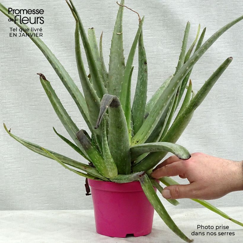 Example of Aloe vera - Echte Aloe Topf 12 cm / 13 cm as you get in hiver