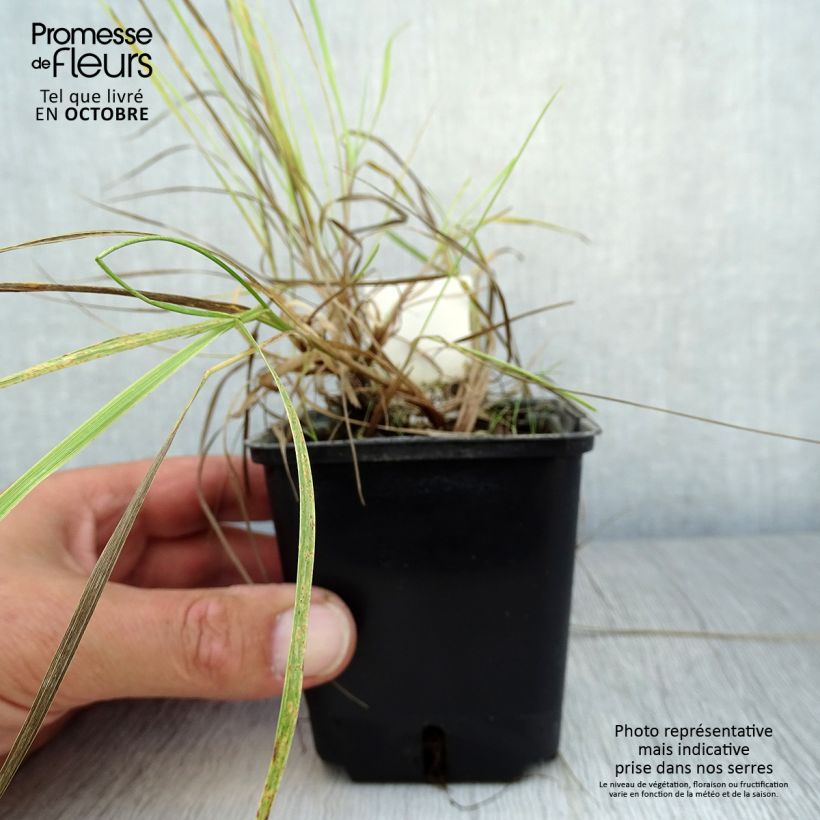Exemplar von Alopecurus pratensis Aureovariegatus - Wiesen-Fuchsschwanz Kleine Töpfe von 8/9 cm wie im Herbst geliefert