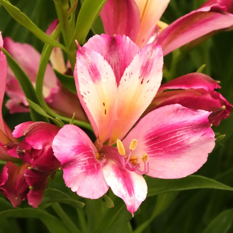 Alstroemeria Duchesses d'Anjou Emilie - Inkalilie (Blüte)