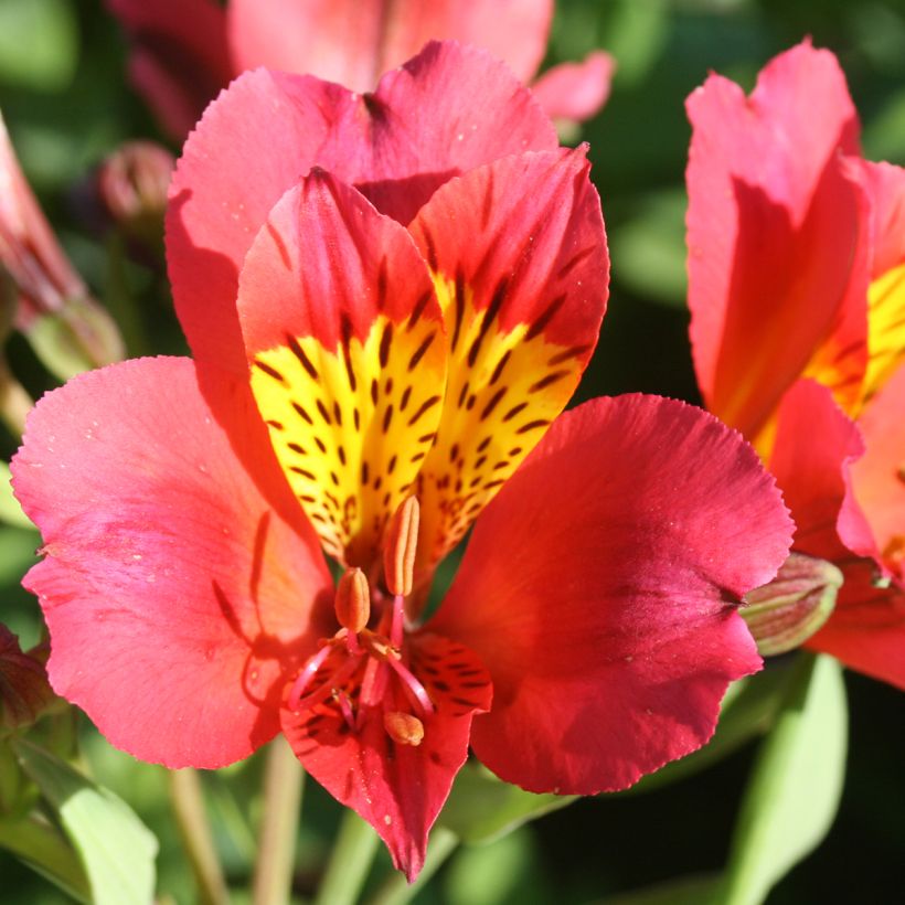 Alstroemeria Majestic Authion - Inkalilie (Blüte)