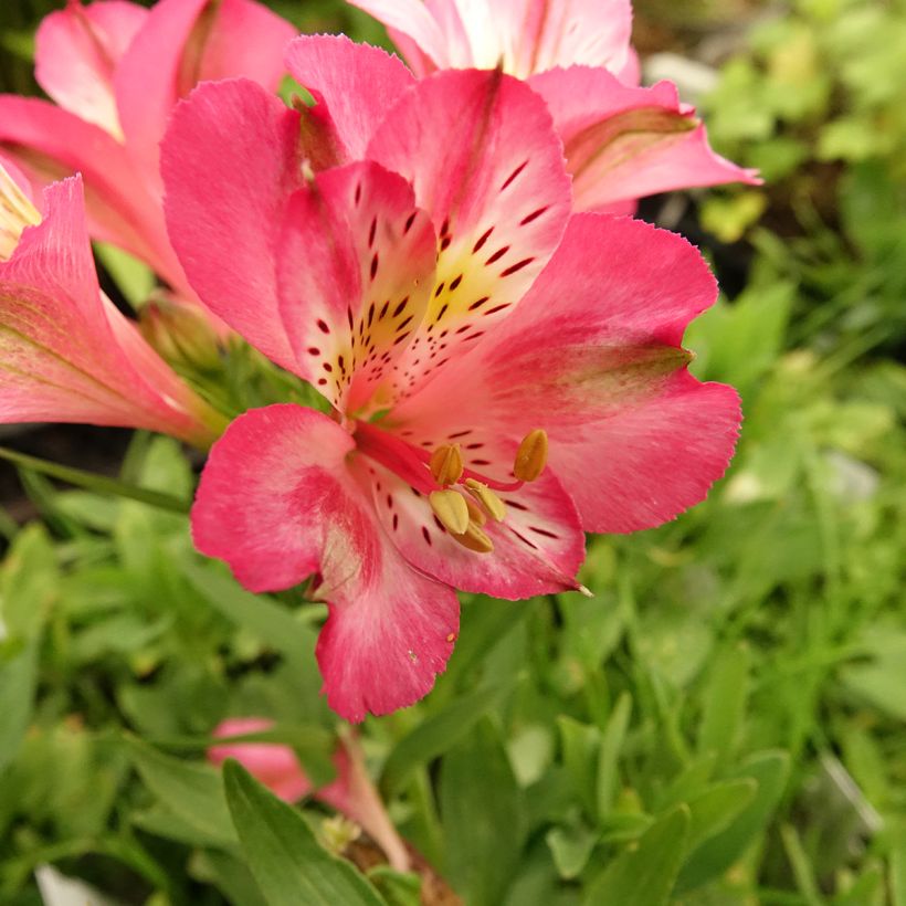 Alstroemeria Pitchounes Charlotte - Inkalilie (Blüte)