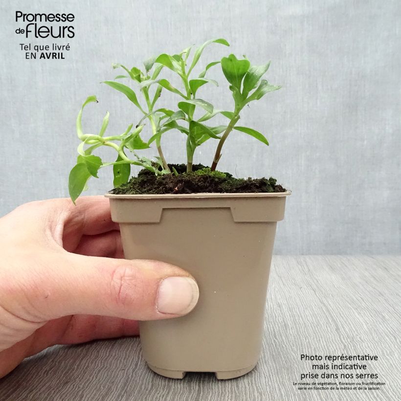 Example of Alstroemeria Duc d'Anjou Arthur - Inkalilie Kleine Töpfe von 8/9 cm as you get in printemps