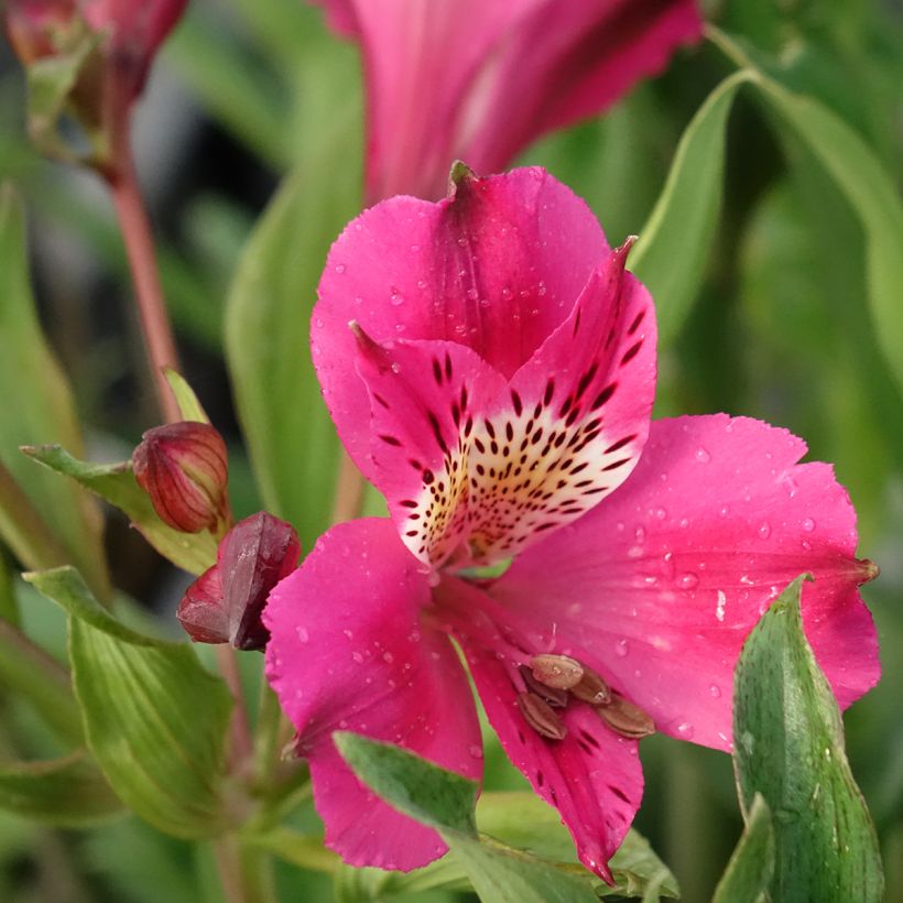 Alstroemeria Duc d'Anjou Edouard - Inkalilie (Blüte)