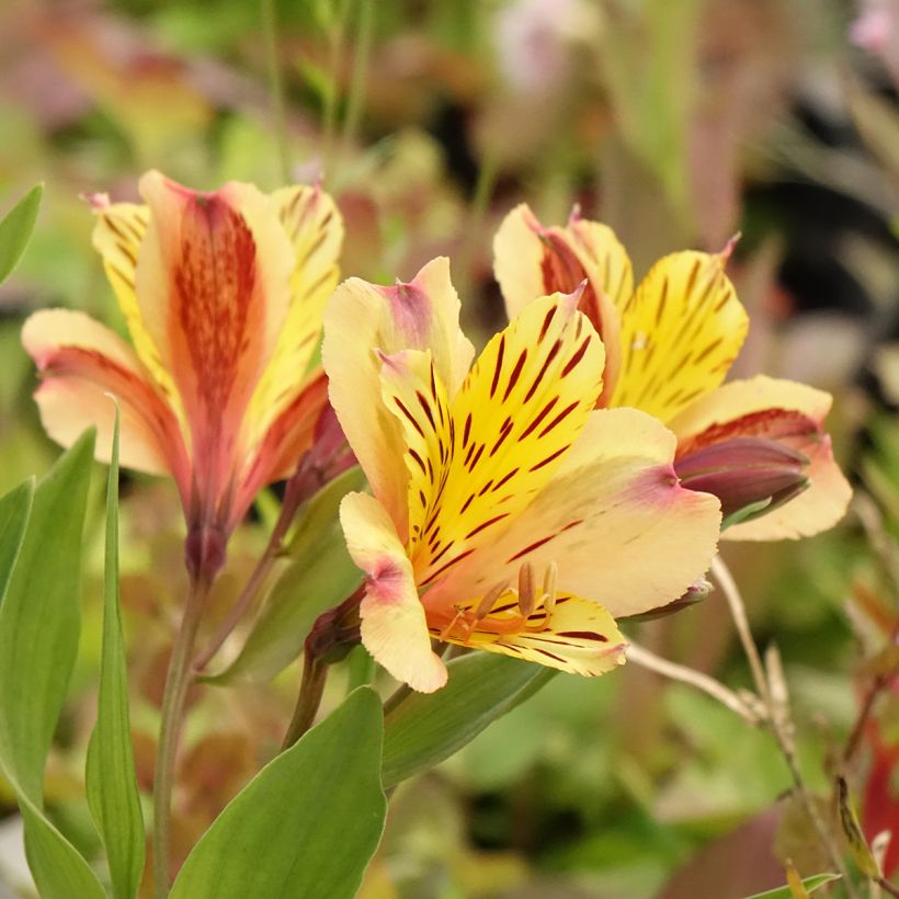 Alstroemeria Duc d'Anjou Nicolas - Inkalilie (Blüte)
