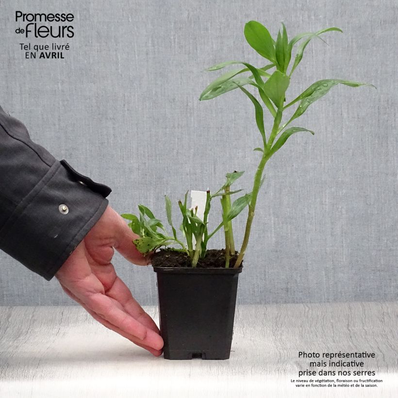 Exemplar von Alstroemeria Duc d'Anjou Edouard - Inkalilie Kleine Töpfe von 8/9 cm wie im Frühjahr geliefert