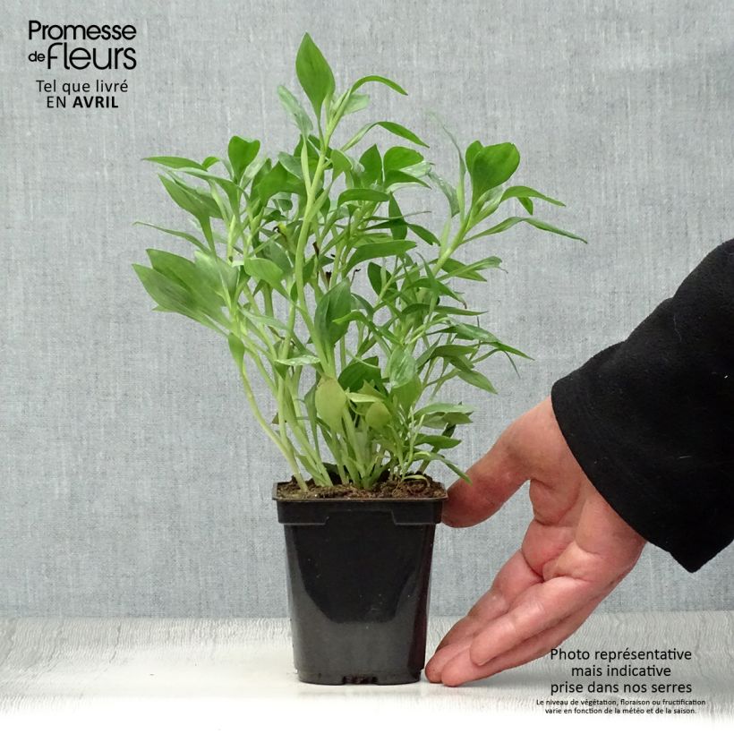 Exemplar von Alstroemeria Duc d'Anjou Pierre - Inkalilie Kleine Töpfe von 8/9 cm wie im Frühjahr geliefert