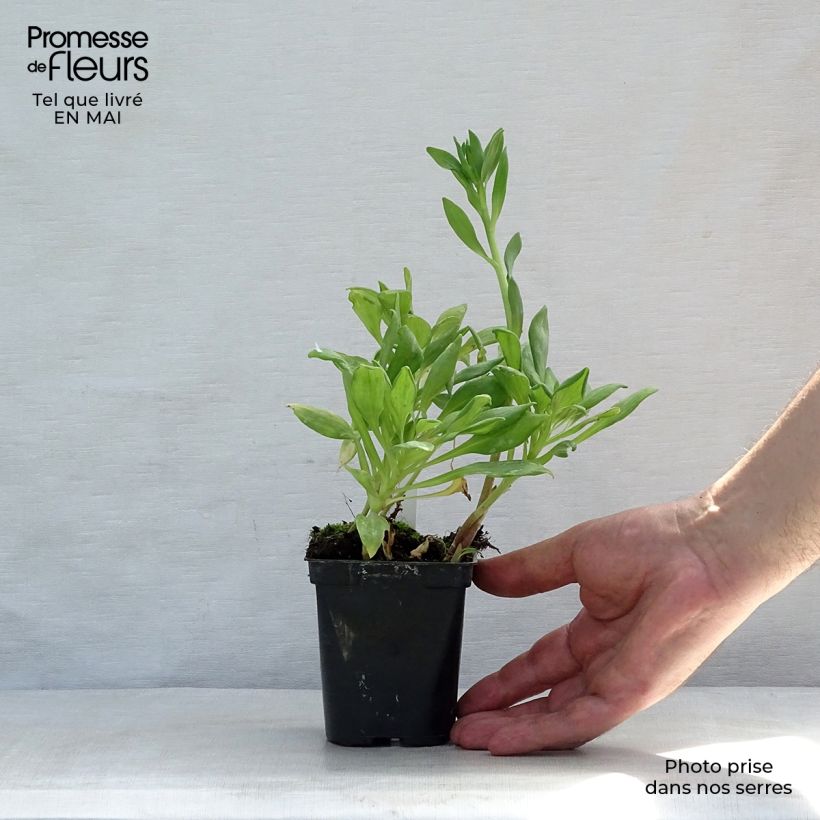 Example of Alstroemeria Duchesses Aliénor - Inkalilie Kleine Töpfe von 8/9 cm as you get in printemps