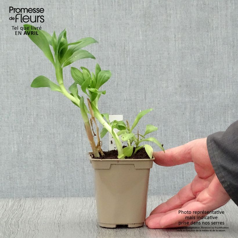 Exemplar von Alstroemeria Duchesses Béatrice - Inkalilie Kleine Töpfe von 8/9 cm wie im Frühjahr geliefert