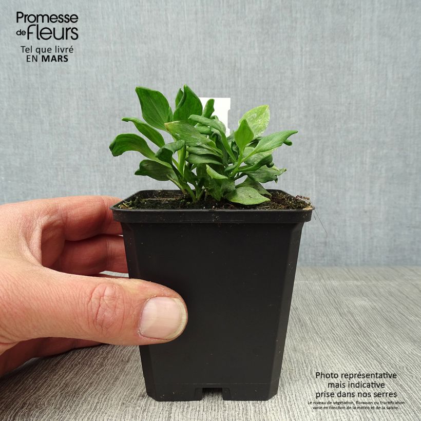 Example of Alstroemeria Duchesses Diane - Inkalilie Kleine Töpfe von 8/9 cm as you get in printemps