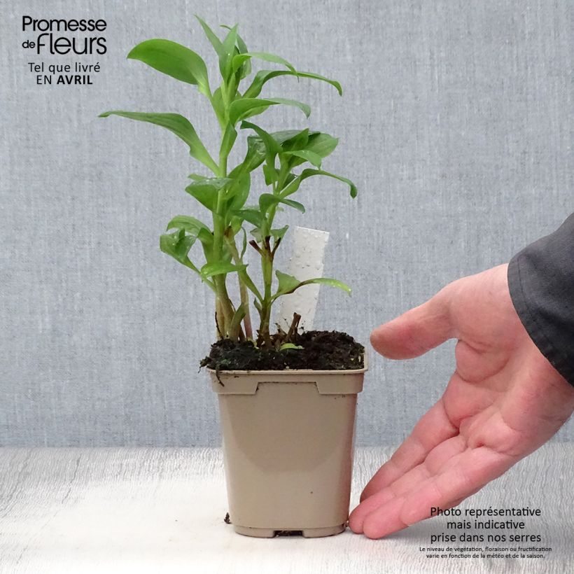 Example of Alstroemeria Duchesse Elisabeth - Inkalilie Kleine Töpfe von 8/9 cm as you get in printemps