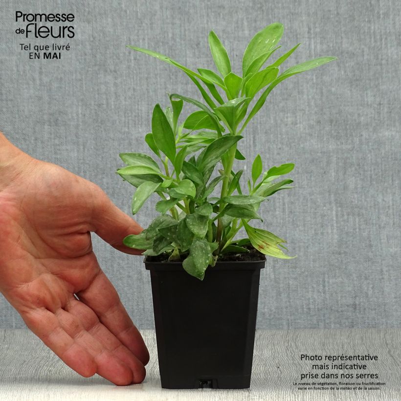 Exemplar von Alstroemeria Duchesses Isabelle - Inkalilie Kleine Töpfe von 8/9 cm wie im Frühjahr geliefert