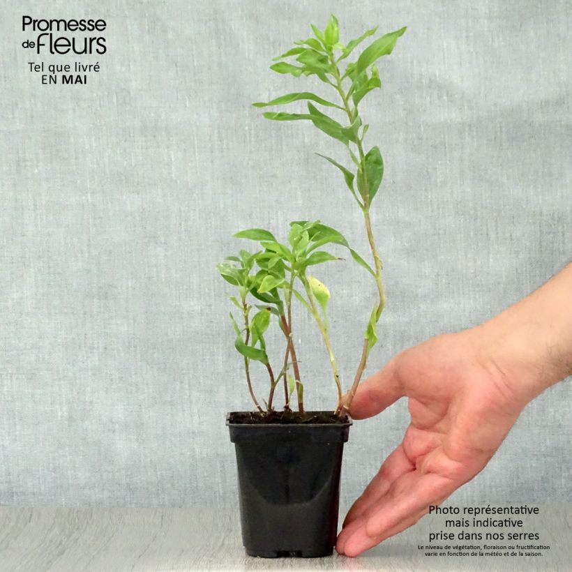 Exemplar von Alstroemeria Duchesses Marguerite - Inkalilie Kleine Töpfe von 8/9 cm wie im Frühjahr geliefert