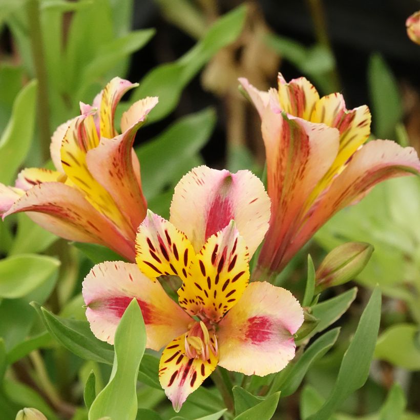 Alstroemeria Duchesses Marguerite - Inkalilie (Blüte)