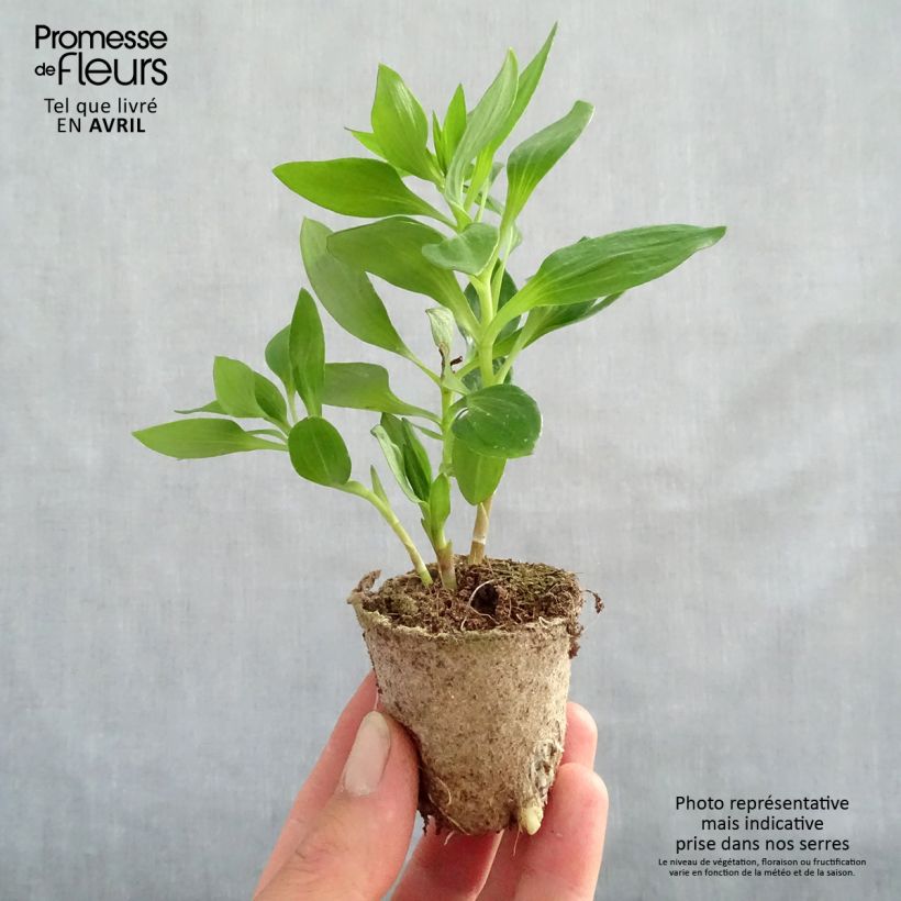 Exemplar von Alstroemeria Inticancha Bryce - Inkalilie Wurzelballen 4 cm x 4,5 cm wie im Frühjahr geliefert