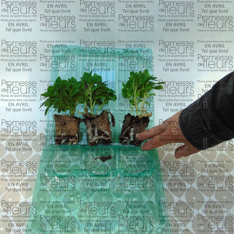 Beispiel eines Exemplars von Alstroemeria Inticancha Cabana - Inkalilie Wurzelballen 4 cm x 4,5 cm wie geliefert