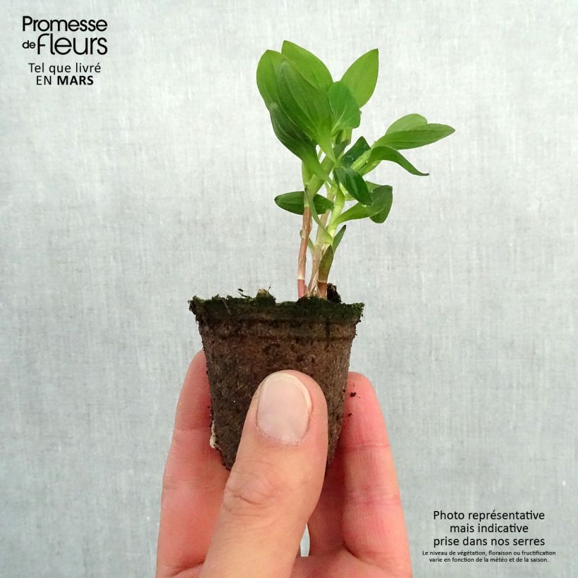 Exemplar von Alstroemeria Inticancha Dark Purple - Inkalilie Wurzelballen 4 cm x 4,5 cm wie im Frühjahr geliefert