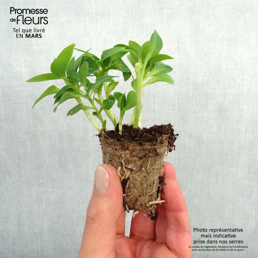 Exemplar von Alstroemeria Inticancha Magic White - Inkalilie Wurzelballen 4 cm x 4,5 cm wie im Frühjahr geliefert