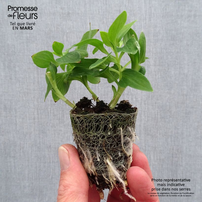 Exemplar von Alstroemeria Inticancha Navajo - Inkalilie Wurzelballen 4 cm x 4,5 cm wie im Frühjahr geliefert