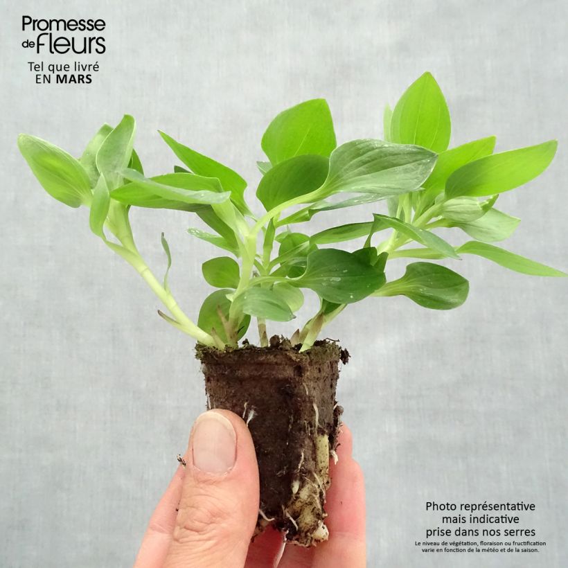 Exemplar von Alstroemeria Inticancha Sunday - Inkalilie Wurzelballen 4 cm x 4,5 cm wie im Frühjahr geliefert