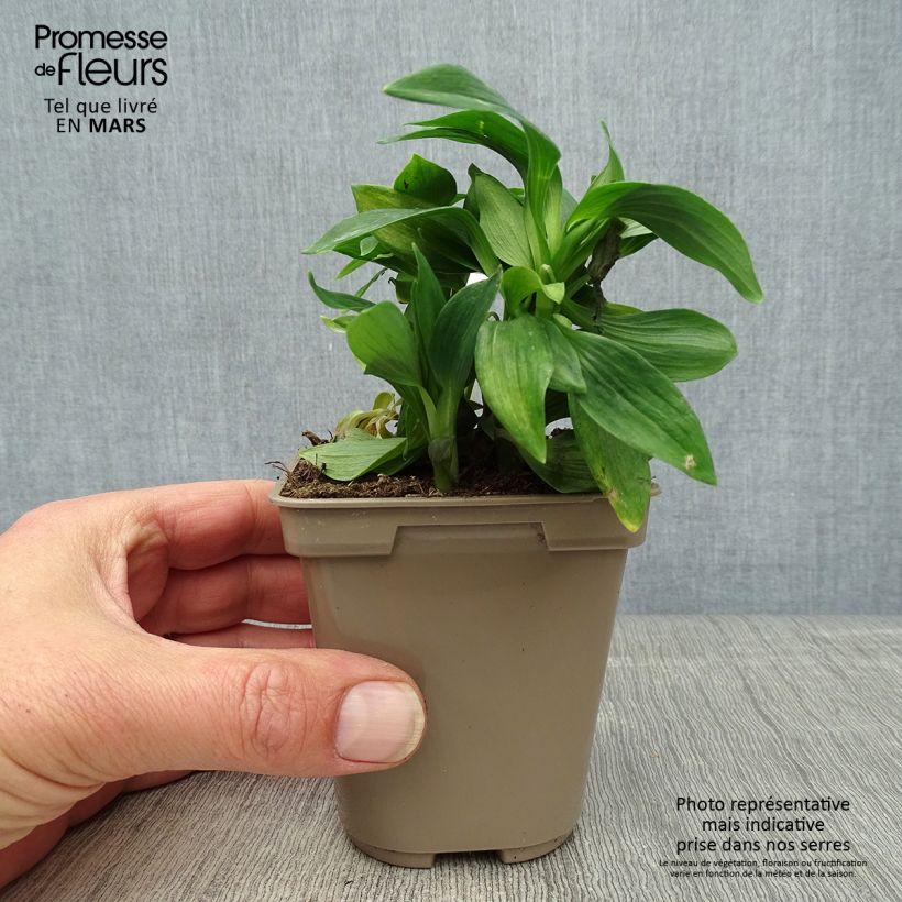 Exemplar von Alstroemeria Majestic Mazé - Inkalilie Kleine Töpfe von 8/9 cm wie im Frühjahr geliefert