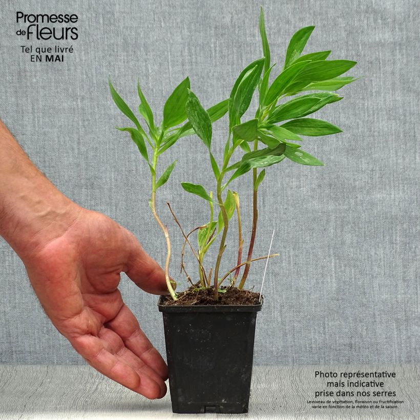 Example of Alstroemeria Majestic Montsoreau - Inkalilie Kleine Töpfe von 8/9 cm as you get in printemps