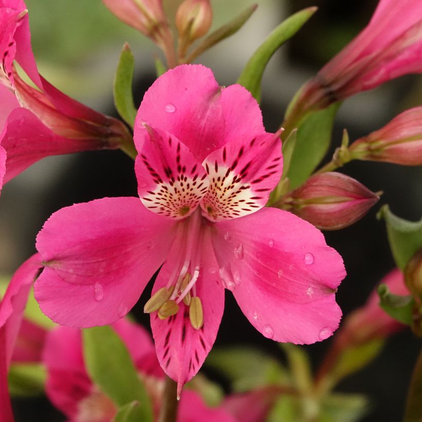 Alstroemeria Majestic Montsoreau - Inkalilie (Blüte)