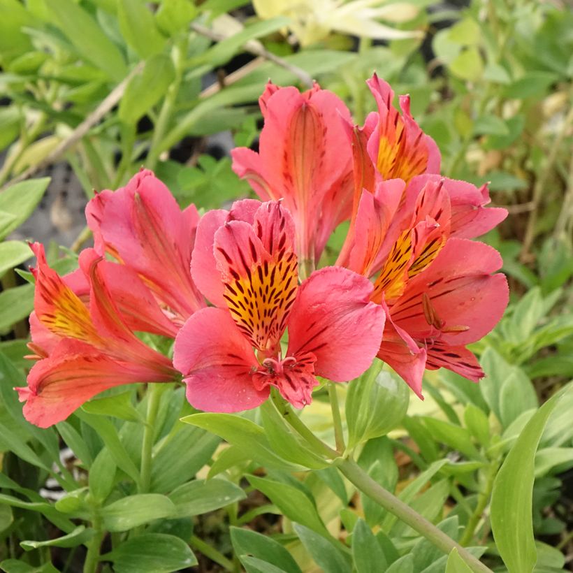Alstroemeria Majestic Tiercé - Inkalilie (Blüte)