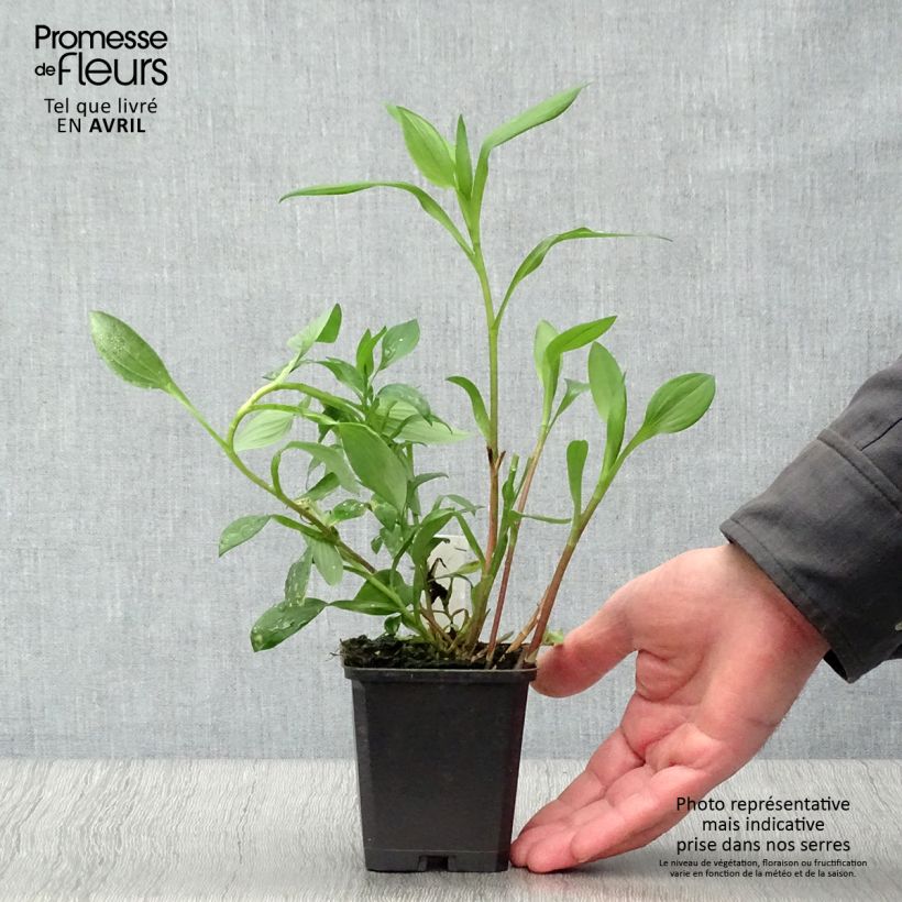 Exemplar von Alstroemeria Majestic Aubance - Inkalilie Kleine Töpfe von 8/9 cm wie im Frühjahr geliefert