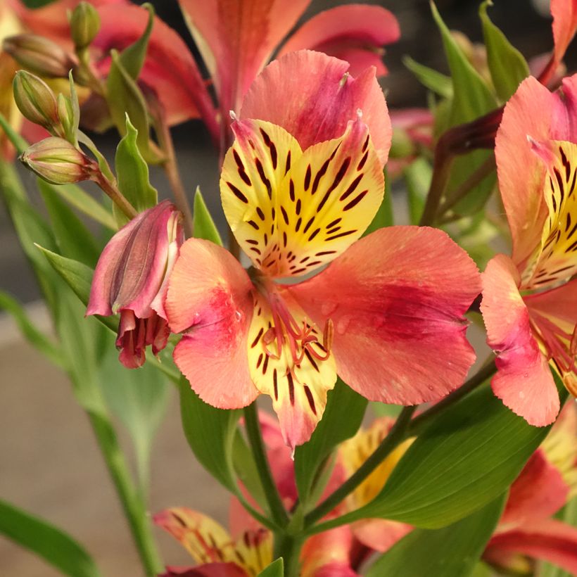 Alstroemeria Majestic Avrillé - Inkalilie (Blüte)