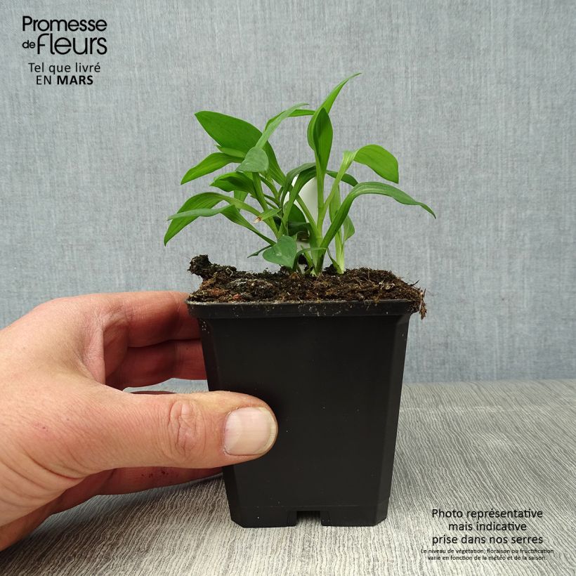 Exemplar von Alstroemeria Majestic Briançon - Inkalilie Kleine Töpfe von 8/9 cm wie im Frühjahr geliefert